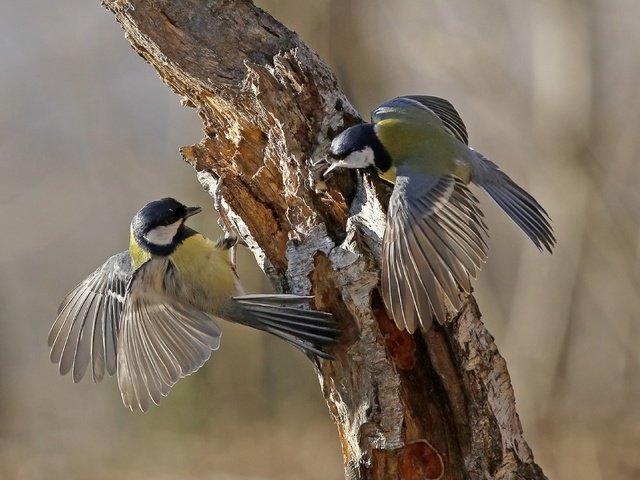 Обои дерево, крылья, птицы, клюв, перья, ствол, синицы, tree, wings, birds, beak, feathers, trunk, tits разрешение 3840x2160 Загрузить