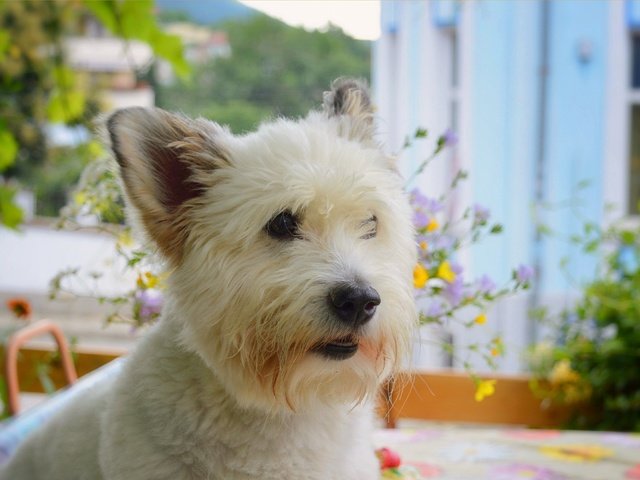 Обои мордочка, взгляд, собака, вест-хайленд-уайт-терьер, muzzle, look, dog, the west highland white terrier разрешение 3002x1904 Загрузить