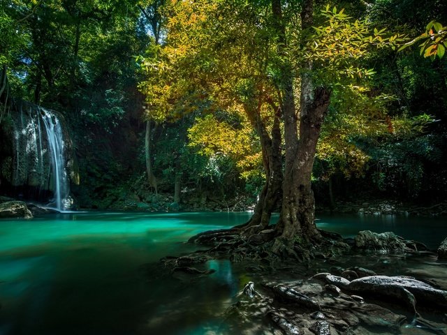 Обои вода, тропики, природа, дерево, камни, лес, водопад, корни, таиланд, water, tropics, nature, tree, stones, forest, waterfall, roots, thailand разрешение 1920x1200 Загрузить