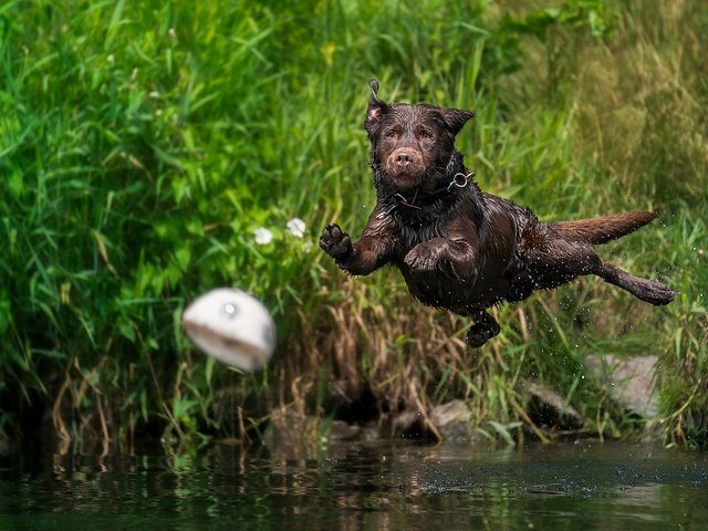 Обои вода, собака, брызги, прыжок, мяч, мокрая, лабрадор-ретривер, water, dog, squirt, jump, the ball, wet, labrador retriever разрешение 2048x1152 Загрузить