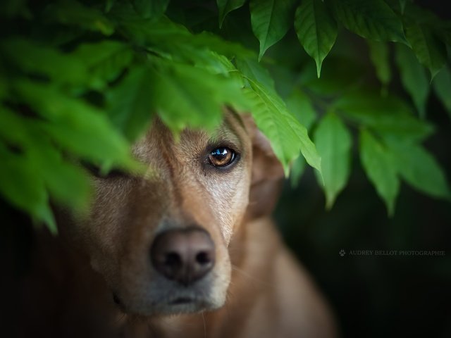 Обои листья, мордочка, взгляд, собака, leaves, muzzle, look, dog разрешение 2560x1579 Загрузить