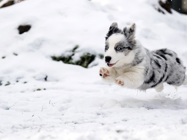 Обои снег, зима, собака, прыжок, щенок, бег, бордер-колли, snow, winter, dog, jump, puppy, running, the border collie разрешение 1920x1080 Загрузить