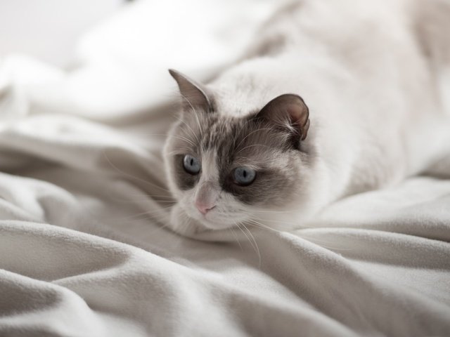 Обои фон, кот, усы, кошка, взгляд, голубые глаза, background, cat, mustache, look, blue eyes разрешение 1920x1283 Загрузить