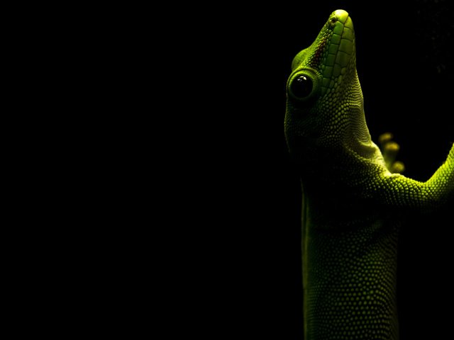 Обои ящерица, черный фон, геккон, рептилия, пресмыкающееся, lizard, black background, gecko, reptile разрешение 3840x2400 Загрузить