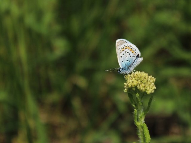 Обои трава, насекомое, бабочка, крылья, растение, grass, insect, butterfly, wings, plant разрешение 1920x1080 Загрузить