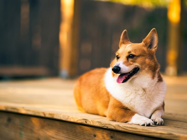 Обои взгляд, собака, друг, вельш-корги, корги, look, dog, each, welsh corgi, corgi разрешение 1920x1080 Загрузить