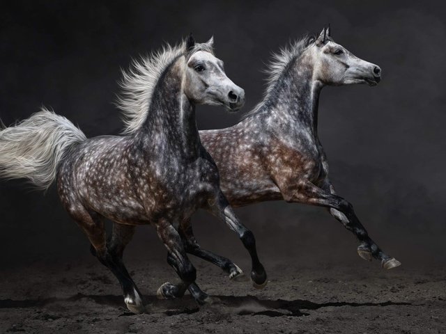 Обои животные, пара, лошади, кони, пыль, бег, animals, pair, horse, horses, dust, running разрешение 1920x1080 Загрузить