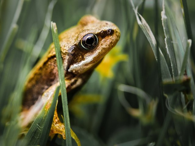 Обои трава, лягушка, лягуха, жаба, земноводные, grass, frog, toad, amphibians разрешение 1920x1200 Загрузить