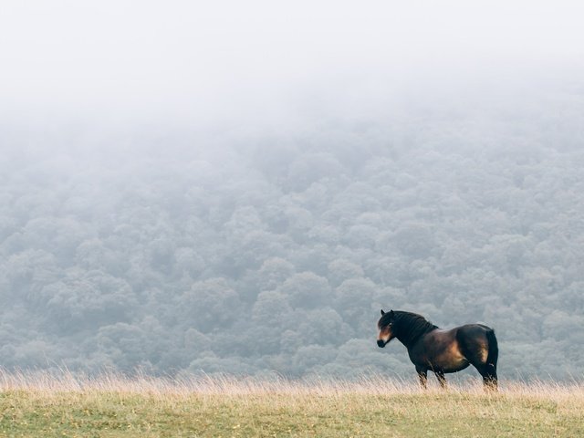 Обои лошадь, природа, туман, поле, конь, грива, horse, nature, fog, field, mane разрешение 4095x2730 Загрузить