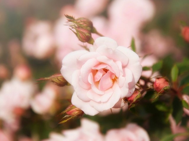 Обои цветы, бутоны, роза, лепестки, размытость, flowers, buds, rose, petals, blur разрешение 2547x2033 Загрузить