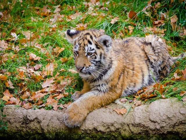 Обои тигр, морда, трава, листья, взгляд, хищник, тигренок, дикая кошка, tiger, face, grass, leaves, look, predator, wild cat разрешение 4042x2677 Загрузить