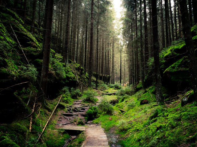 Обои деревья, природа, лес, ветки, стволы, тропинка, мох, sven wloch, trees, nature, forest, branches, trunks, path, moss разрешение 2880x1800 Загрузить