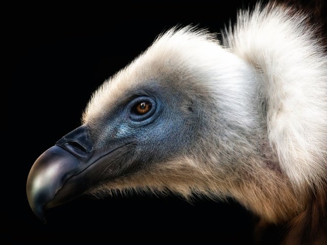 Обои птица, клюв, черный фон, перья, стервятник, bird, beak, black background, feathers, vulture разрешение 2500x1737 Загрузить