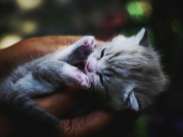 Обои кот, кошка, сон, котенок, руки, cat, sleep, kitty, hands разрешение 4568x2570 Загрузить