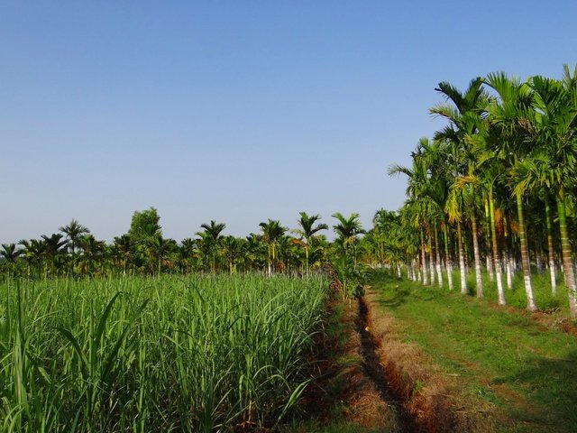 Обои трава, пальмы, плантации, урожай дорожка, grass, palm trees, plantation, vintage track разрешение 4719x3235 Загрузить