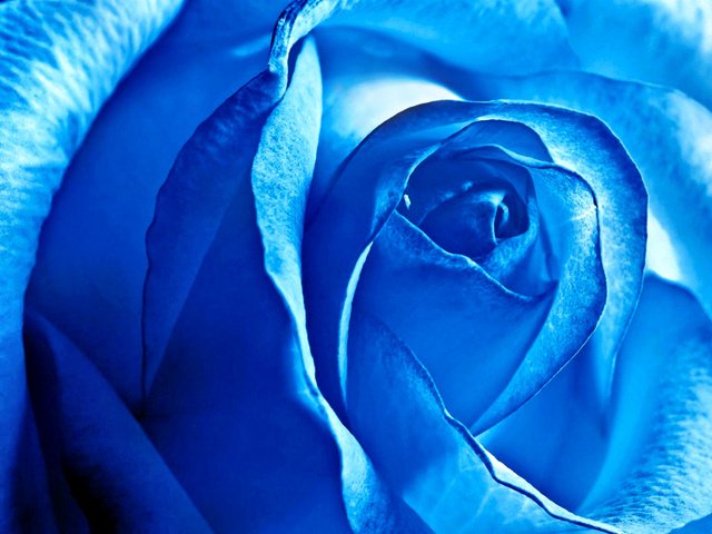Обои цветок, роза, лепестки, синяя роза, крупным планом, flower, rose, petals, blue rose, closeup разрешение 2880x1800 Загрузить