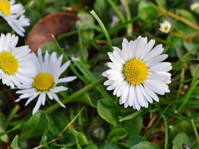 Обои цветы, трава, природа, лепестки, луг, ромашки, полевые цветы, flowers, grass, nature, petals, meadow, chamomile, wildflowers разрешение 4008x2666 Загрузить