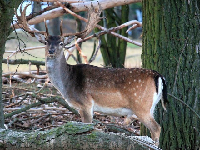 Обои природа, лес, олень, рога, косуля, пятнистый олень, nature, forest, deer, horns, roe разрешение 4272x2848 Загрузить