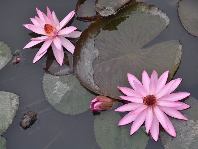 Обои цветение, отражение, цветок, пруд, вьетнам, водяная лилия, flowering, reflection, flower, pond, vietnam, water lily разрешение 4288x2848 Загрузить