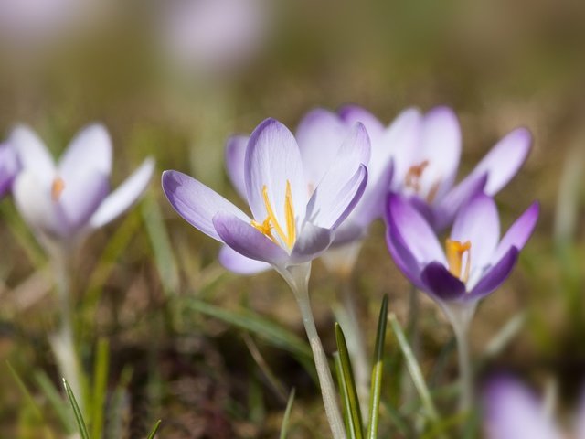 Обои цветы, природа, весна, фиолетовые, крокусы, flowers, nature, spring, purple, crocuses разрешение 4752x3168 Загрузить