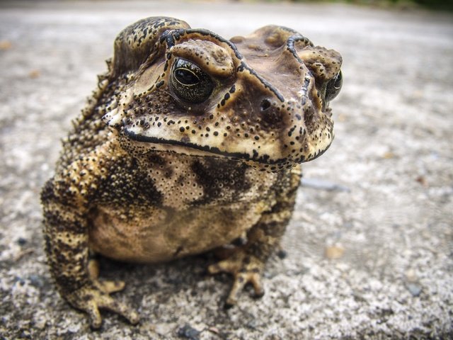 Обои фон, лягушка, жаба, амфибия, земноводные, background, frog, toad, amphibian, amphibians разрешение 3559x2605 Загрузить