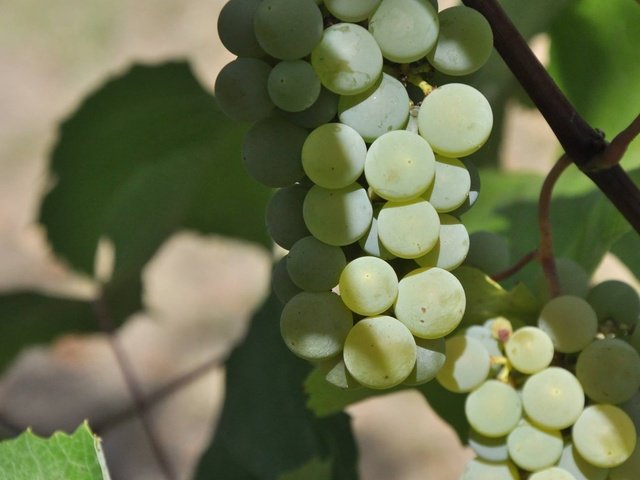 Обои листья, зелёный, виноград, фрукты, растение, урожай, leaves, green, grapes, fruit, plant, harvest разрешение 2048x1360 Загрузить