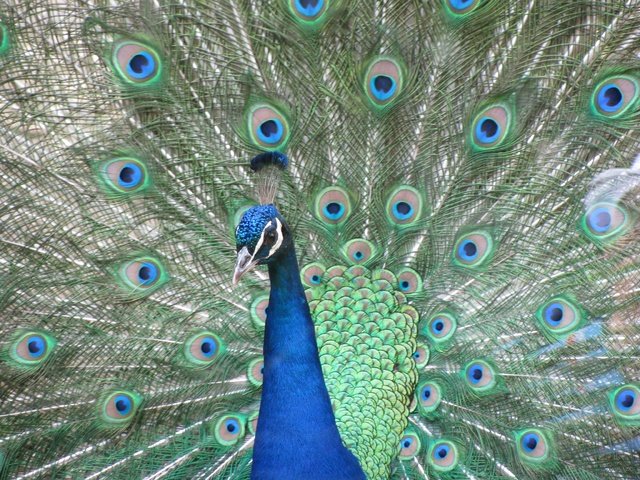 Обои птица, клюв, павлин, перья, хвост, bird, beak, peacock, feathers, tail разрешение 3264x2448 Загрузить