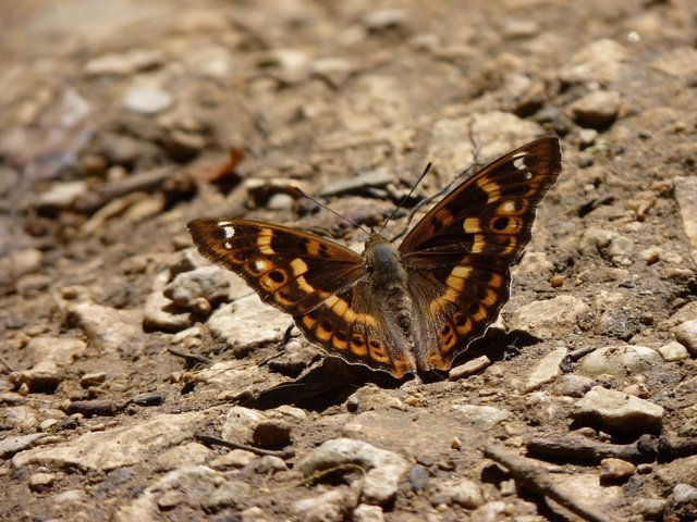 Обои земля, камни, бабочка, крылья, насекомые, earth, stones, butterfly, wings, insects разрешение 4000x3000 Загрузить