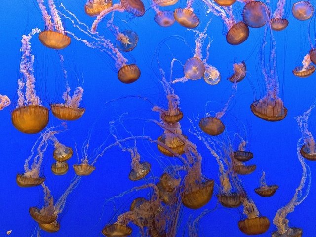 Обои море, медузы, подводный мир, sea, jellyfish, underwater world разрешение 1920x1280 Загрузить