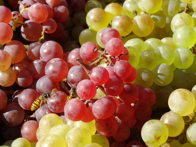 Обои зелёный, насекомое, виноград, фрукты, красный, оса, грозди, green, insect, grapes, fruit, red, osa, bunches разрешение 2573x1447 Загрузить