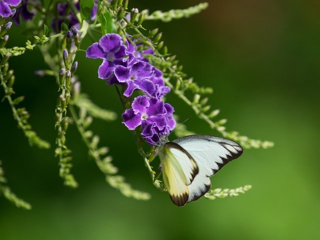 Обои насекомое, фон, бабочка, крылья, фиолетовые цветы, дуранта, insect, background, butterfly, wings, purple flowers, duranta разрешение 2048x1365 Загрузить