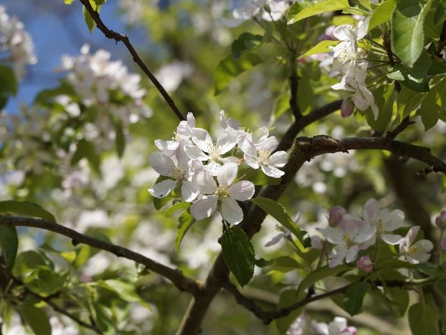 Обои цветы, природа, дерево, цветение, листья, весна, яблоня, flowers, nature, tree, flowering, leaves, spring, apple разрешение 5456x3632 Загрузить