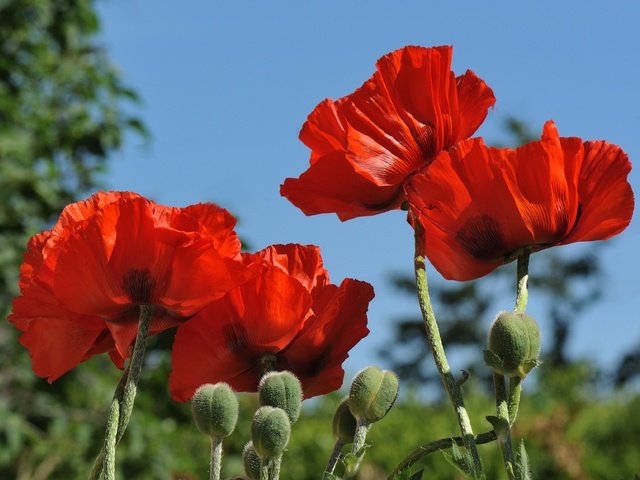 Обои небо, цветы, бутоны, макро, лепестки, красные, маки, the sky, flowers, buds, macro, petals, red, maki разрешение 3747x2501 Загрузить