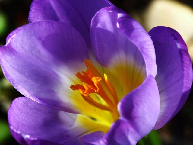 Обои цветок, лепестки, весна, крокус, flower, petals, spring, krokus разрешение 2048x1365 Загрузить