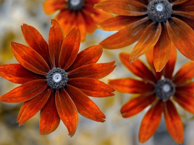 Обои цветы, фон, лепестки, рудбекия, flowers, background, petals, rudbeckia разрешение 2048x1365 Загрузить