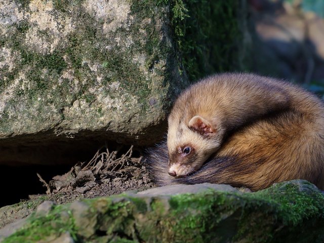 Обои камни, животные, мех, дикая природа, грызун, хорек, stones, animals, fur, wildlife, rodent, ferret разрешение 2048x1152 Загрузить