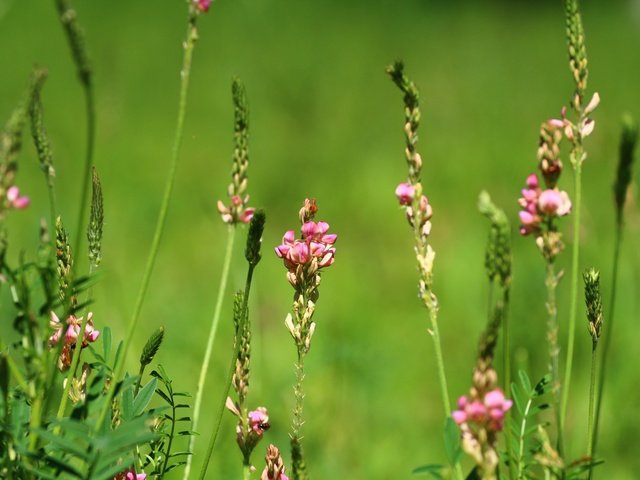 Обои цветы, лето, травка, стебли, эспарцет, заячий горох, flowers, summer, weed, stems разрешение 1920x1280 Загрузить