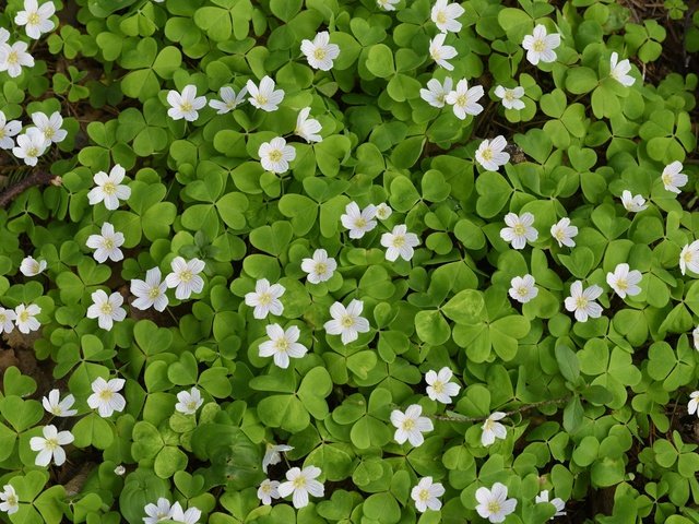 Обои листья, ковер, цветки, кислица, заячья капуста, leaves, carpet, flowers, oxalis, hare cabbage разрешение 2048x1276 Загрузить