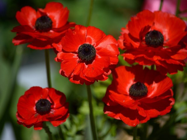 Обои цветы, макро, лепестки, красные, анемоны, ветреница, flowers, macro, petals, red, anemones, anemone разрешение 6000x4000 Загрузить