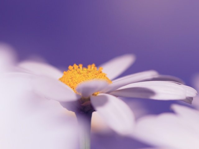 Обои природа, цветок, лепестки, белый, ромашка, пыльца, крупным планом, nature, flower, petals, white, daisy, pollen, closeup разрешение 3407x2362 Загрузить
