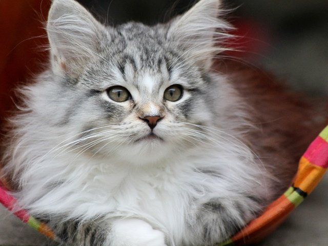 Обои мордочка, взгляд, котенок, серый, muzzle, look, kitty, grey разрешение 4272x2848 Загрузить