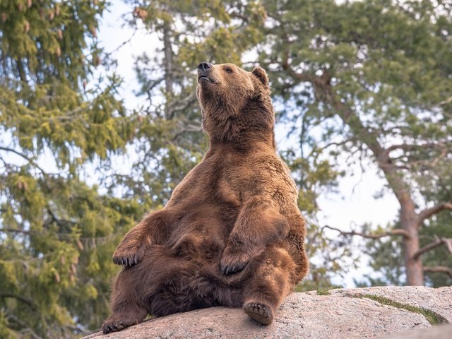 Обои деревья, природа, поза, медведь, камень, бурый медведь, trees, nature, pose, bear, stone, brown bear разрешение 2048x1365 Загрузить