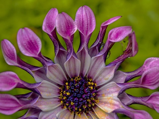 Обои природа, цветок, лепестки, экзотика, остеоспермум, nature, flower, petals, exotic, osteospermum разрешение 2048x1365 Загрузить