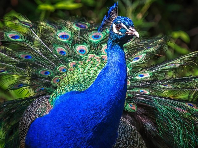 Обои природа, птица, клюв, павлин, перья, хвост, оперение, nature, bird, beak, peacock, feathers, tail разрешение 2048x1152 Загрузить