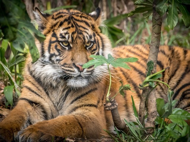 Обои тигр, большая кошка, детеныш, суматранский тигр, tiger, big cat, cub, sumatran tiger разрешение 3000x2000 Загрузить