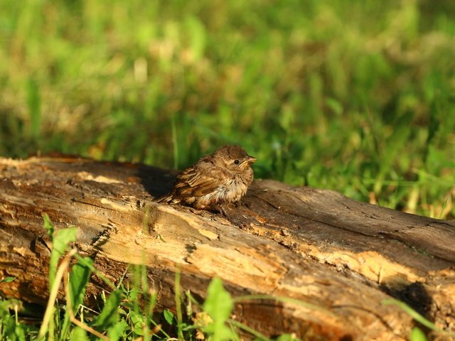 Обои птица, воробей, травка, птичка, бревно, птинец, bird, sparrow, weed, log, ptenec разрешение 1920x1280 Загрузить