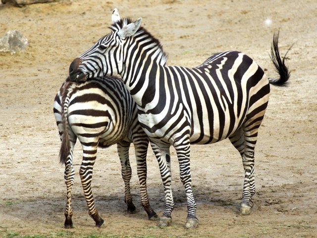 Обои зебра, животные, африка, зебры, zebra, animals, africa разрешение 3465x2431 Загрузить