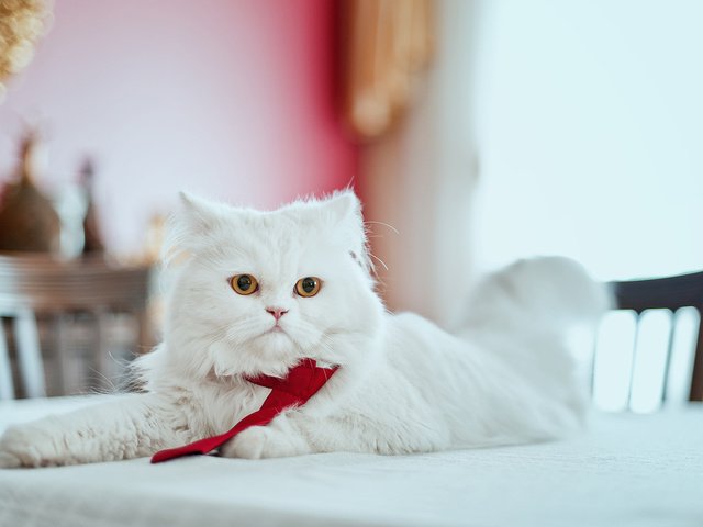 Обои кот, мордочка, усы, кошка, взгляд, стол, белый, персидская, cat, muzzle, mustache, look, table, white, persian разрешение 1920x1080 Загрузить