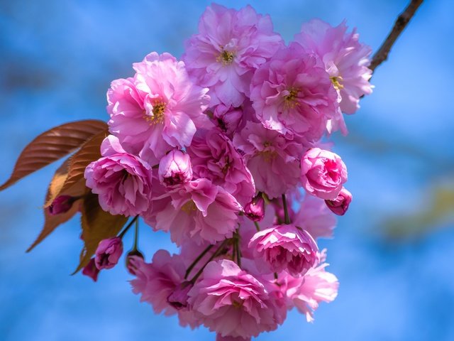 Обои небо, цветы, ветка, цветение, лепестки, весна, вишня, сакура, the sky, flowers, branch, flowering, petals, spring, cherry, sakura разрешение 6000x3375 Загрузить