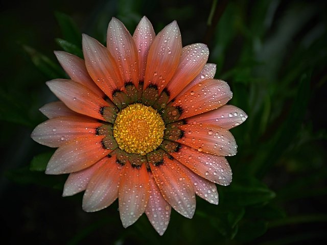 Обои макро, фон, цветок, капли, лепестки, газания, macro, background, flower, drops, petals, gazania разрешение 6000x4000 Загрузить